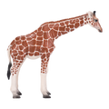 Giraffe Female
