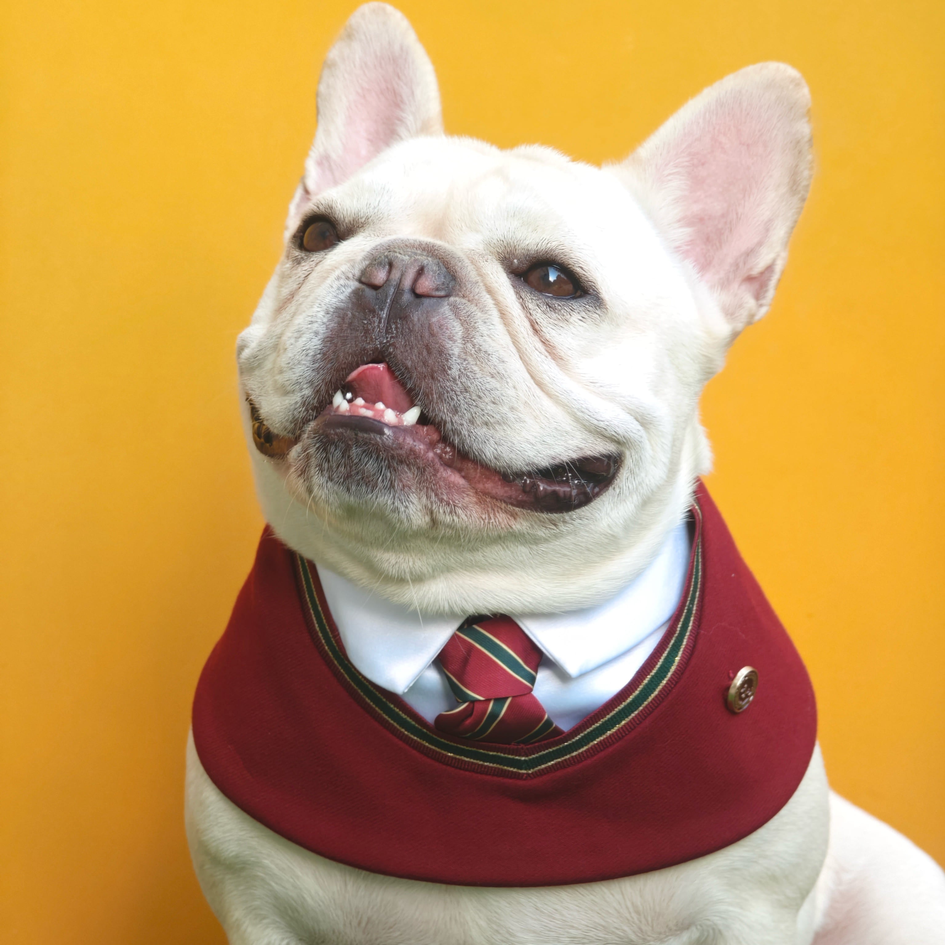 Ivy – Red & Green Preppy Dog Bandana | Stylish Occasion Wear - XS9~11) / Green