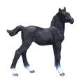 Hanoverian Foal Black
