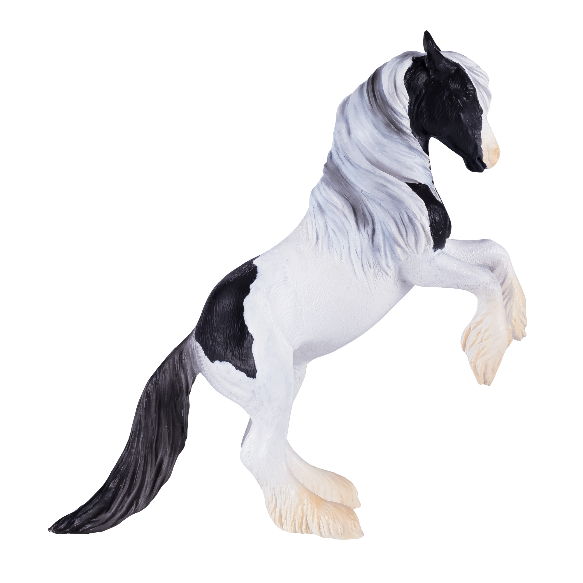 Irish Cob Stallion