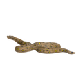 Anaconda