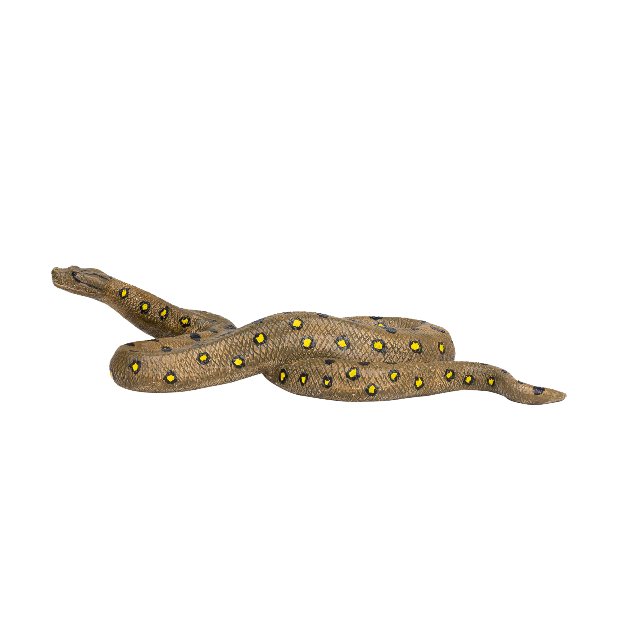 Anaconda