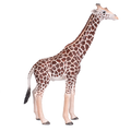 Giraffe Male
