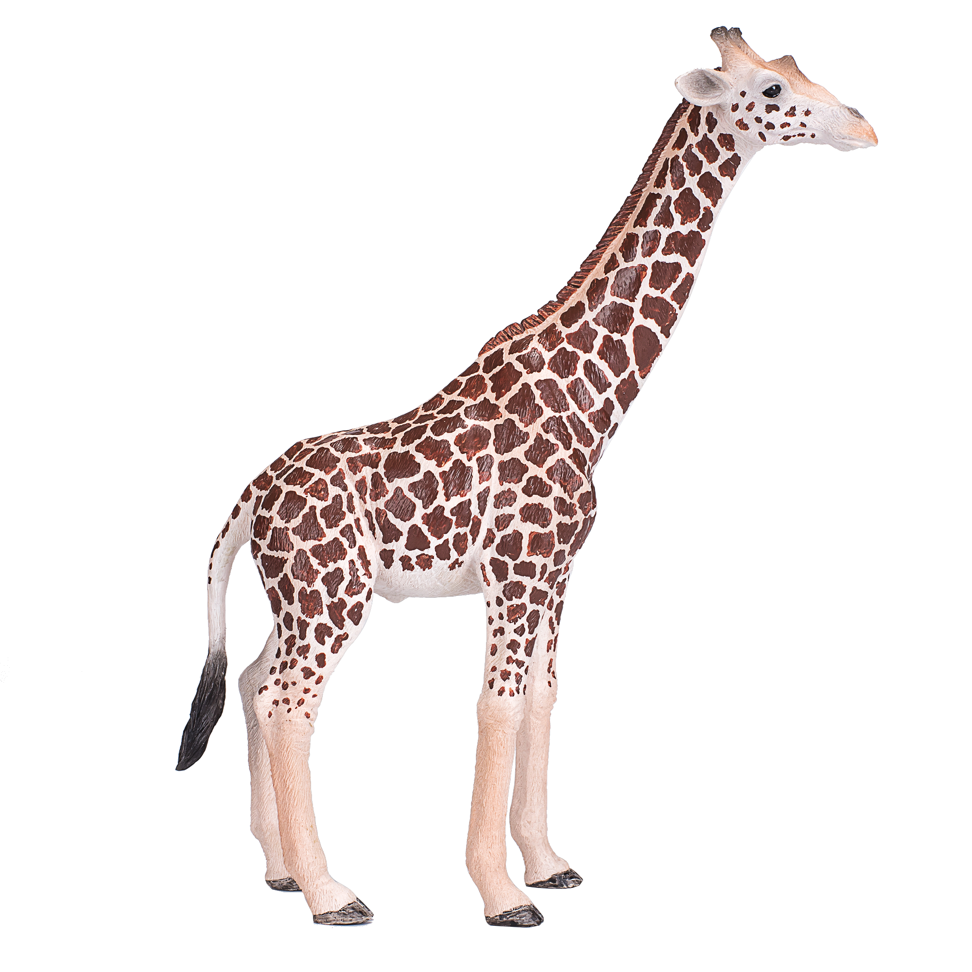 Giraffe Male