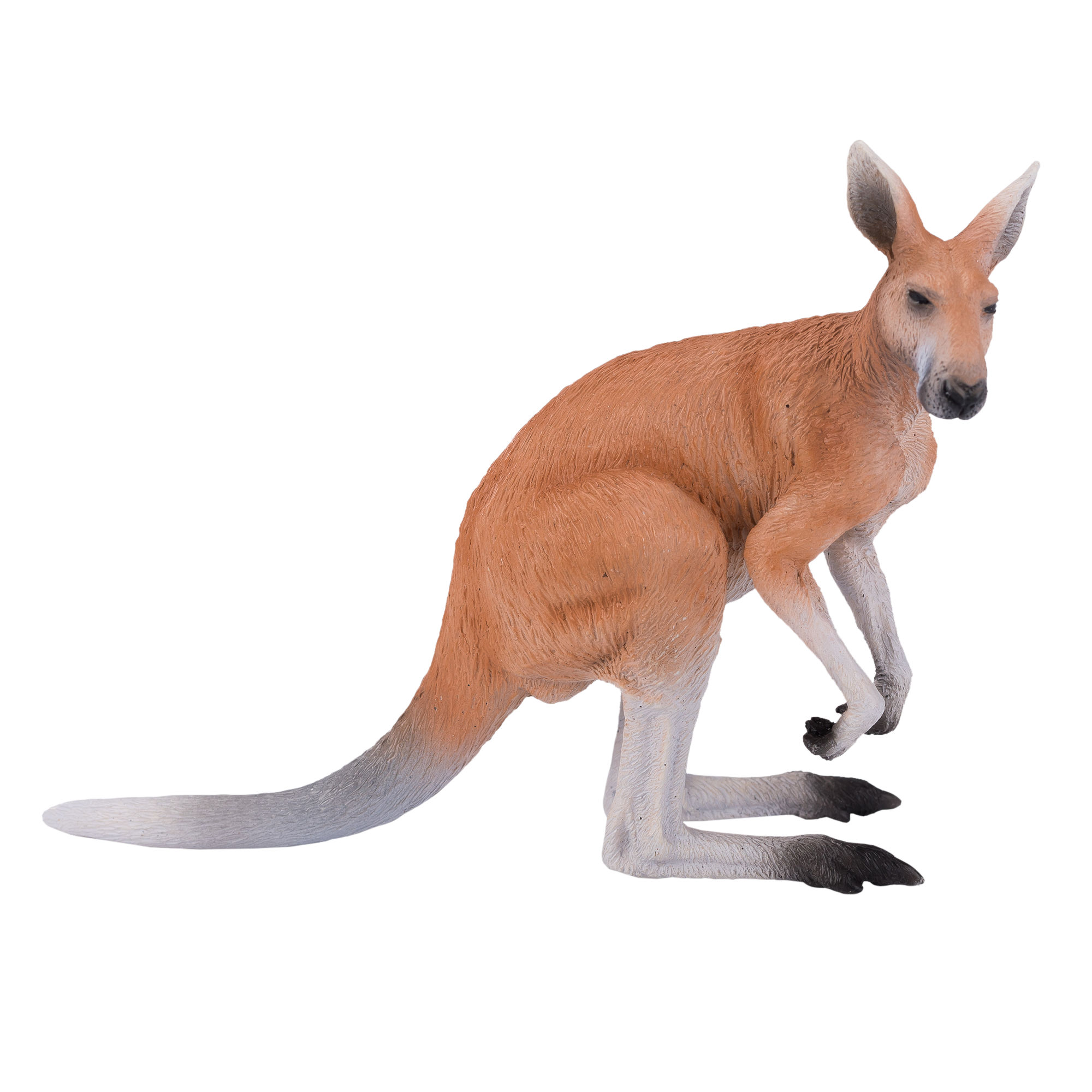 Kangaroo