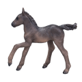 Arabian Foal Black