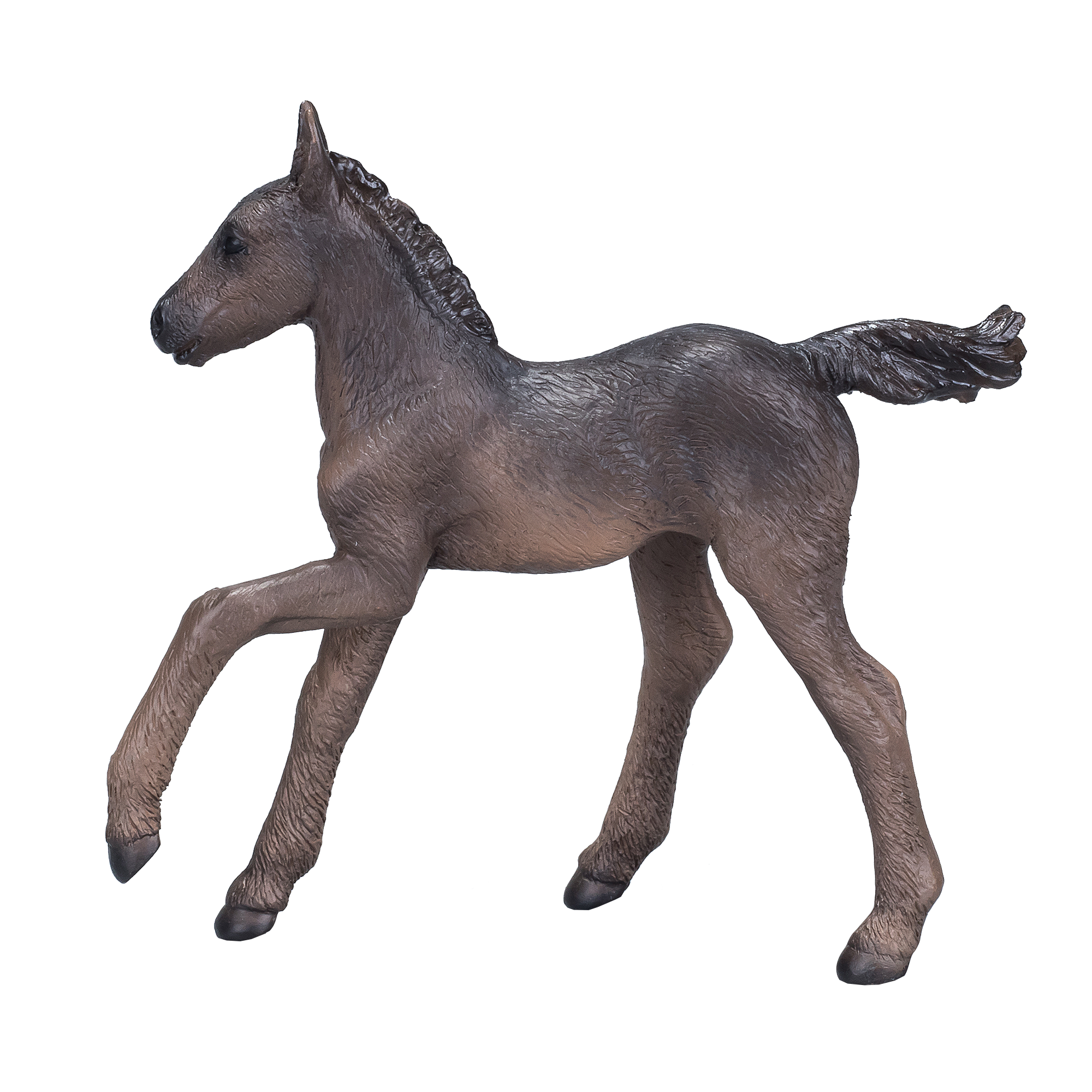 Arabian Foal Black