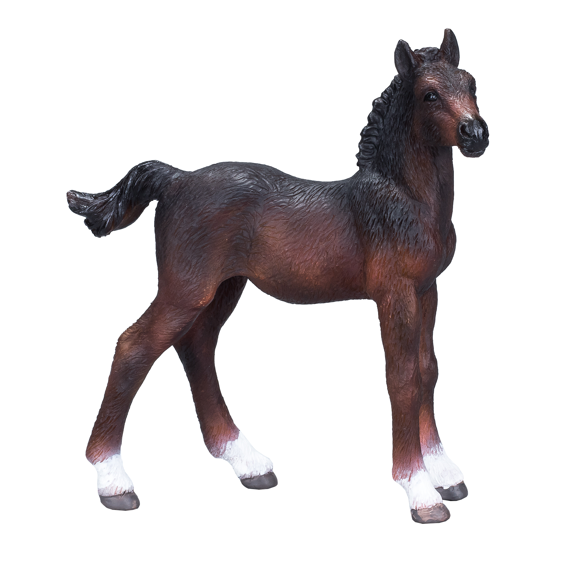 Hanoverian Foal Bay
