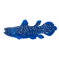 Coelacanth