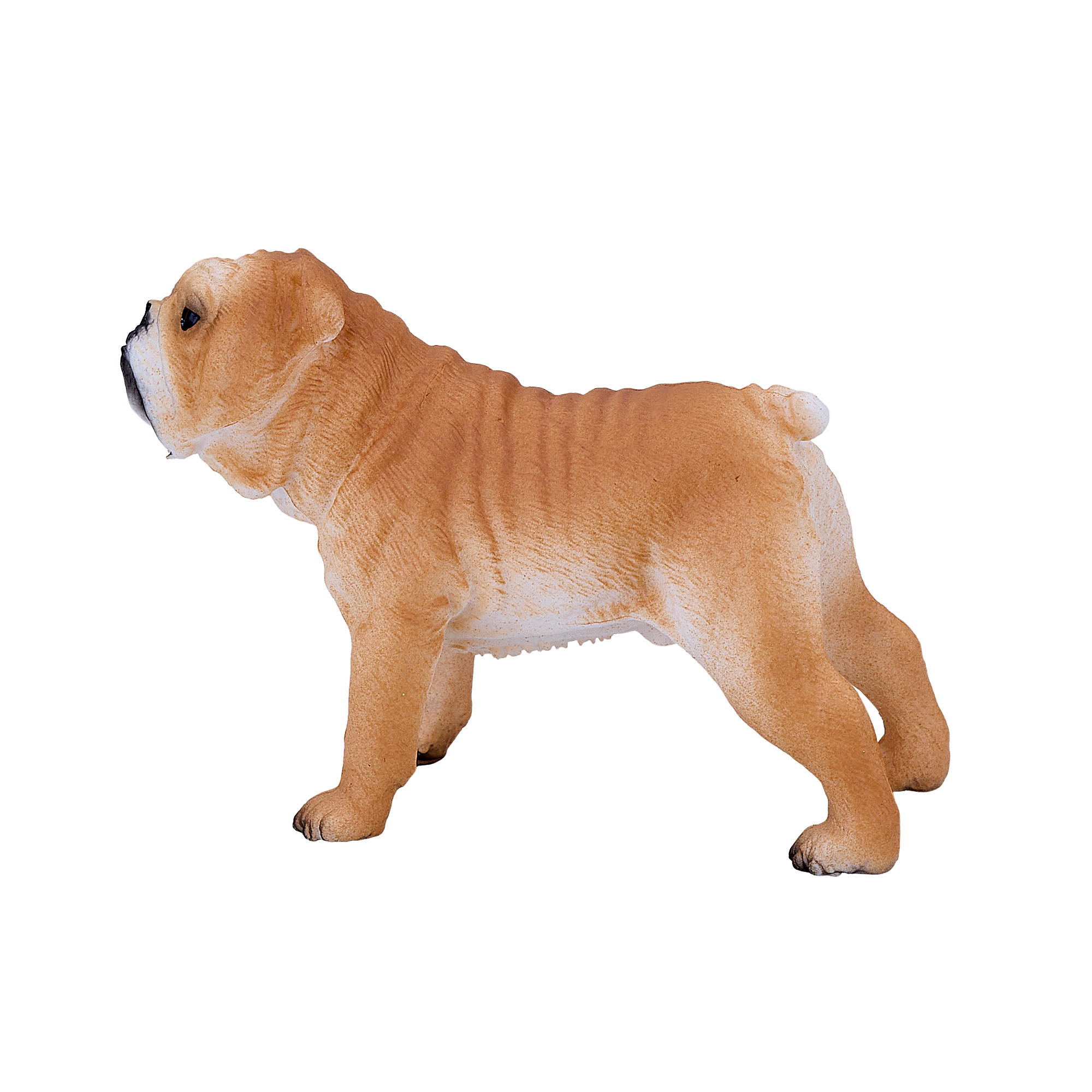 English Bulldog