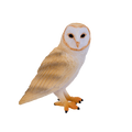 Barn Owl