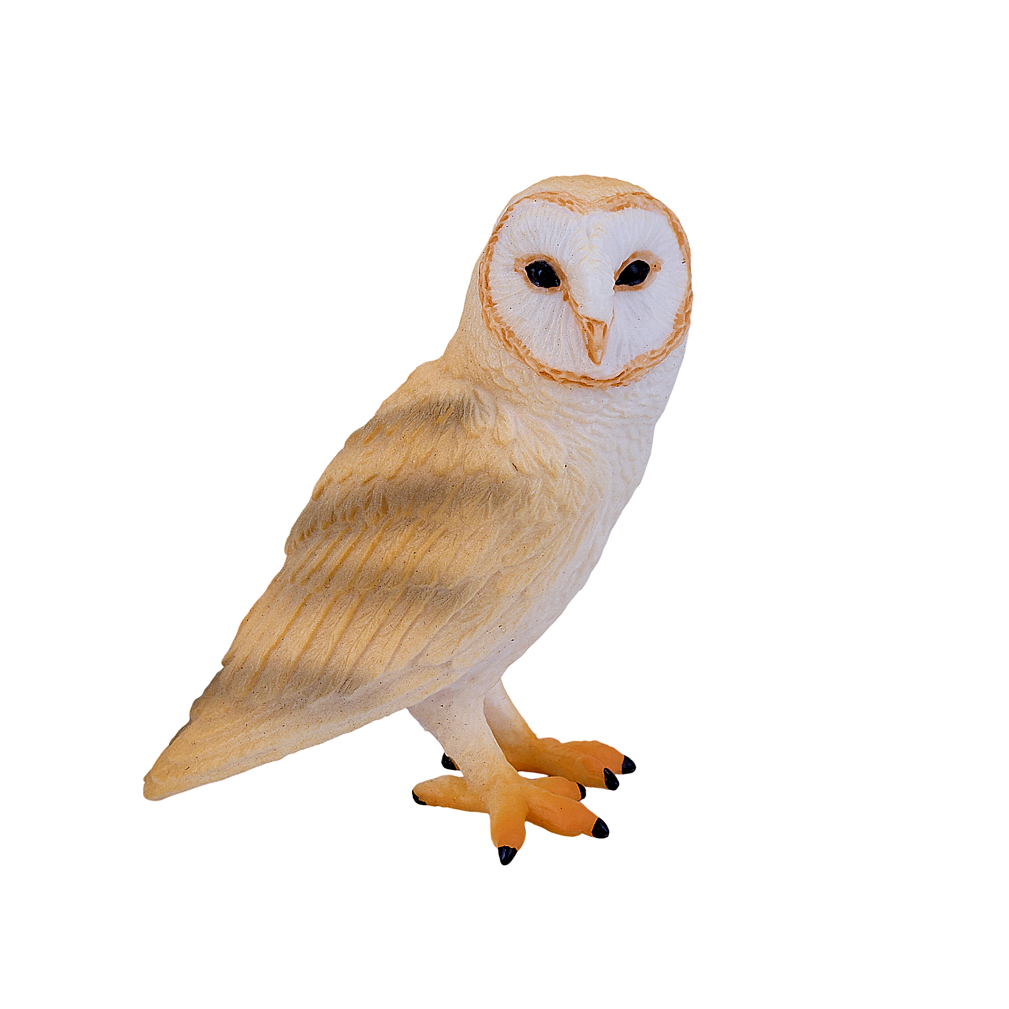 Barn Owl