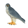 Peregrine Falcon