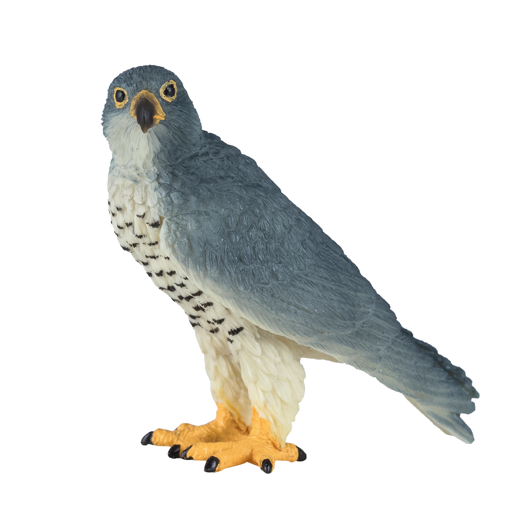 Peregrine Falcon