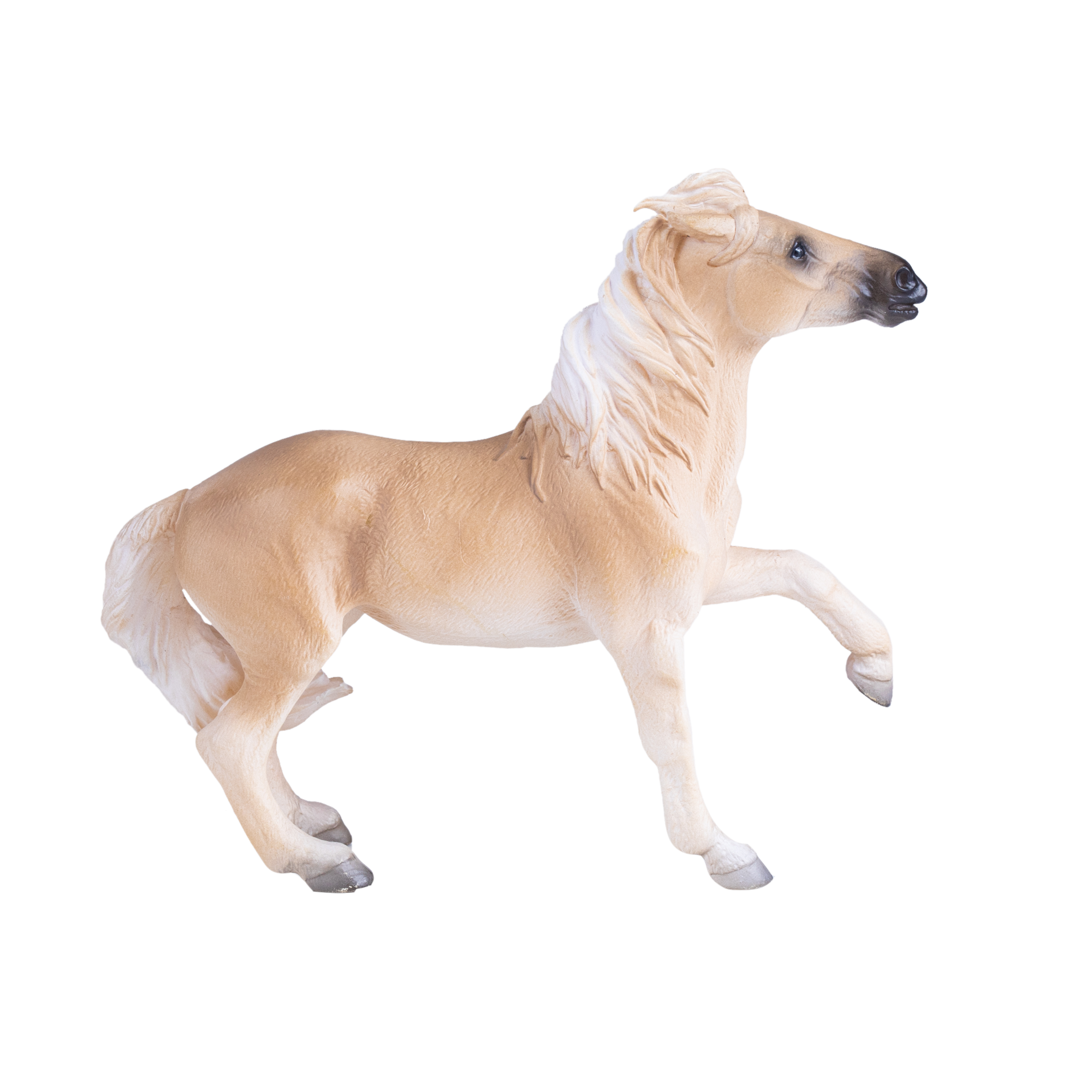 Brumby Mare