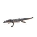 Perentile Lizard
