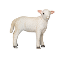 Romney Sheep Lamb Standing