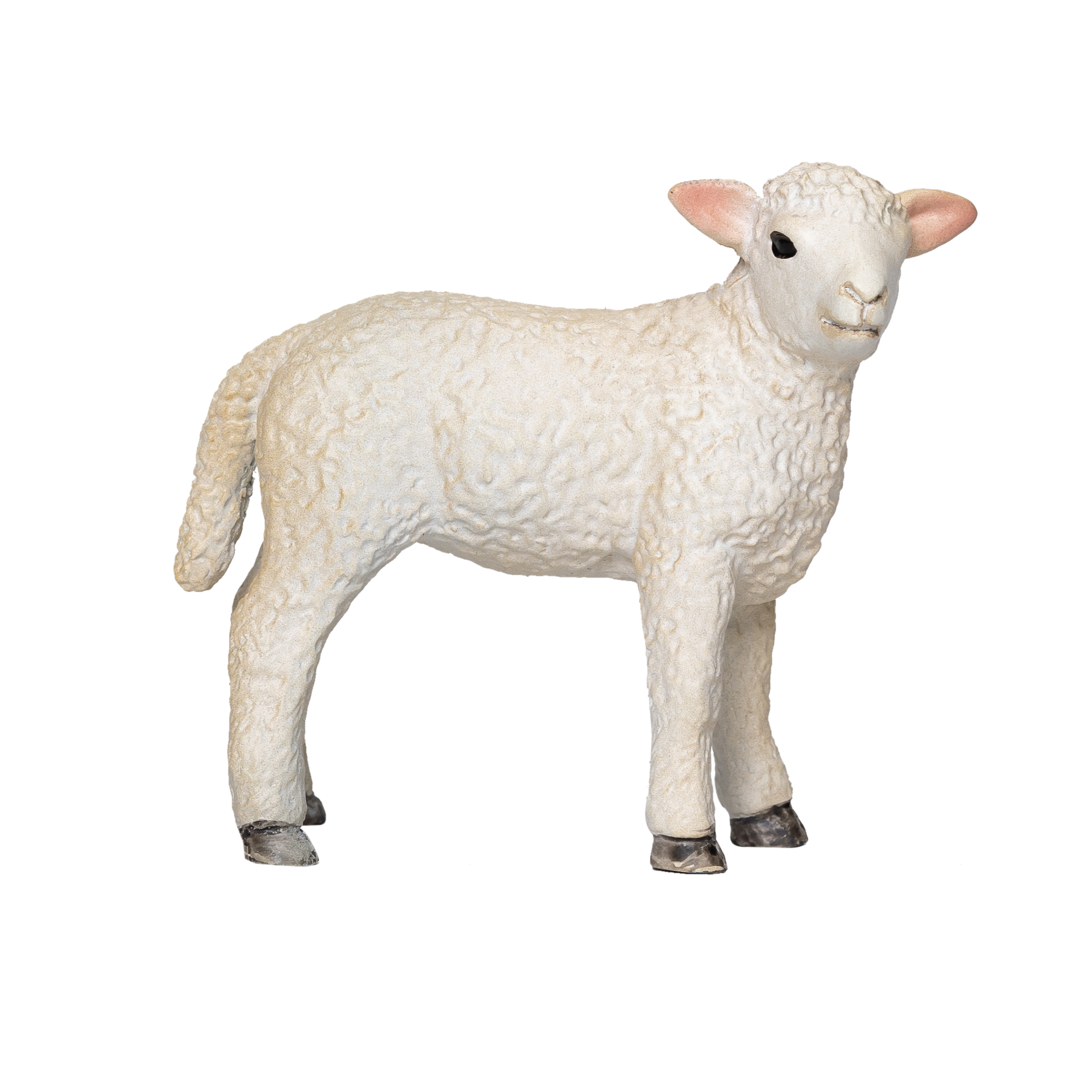 Romney Sheep Lamb Standing