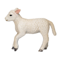 Romney Sheep Lamb Running