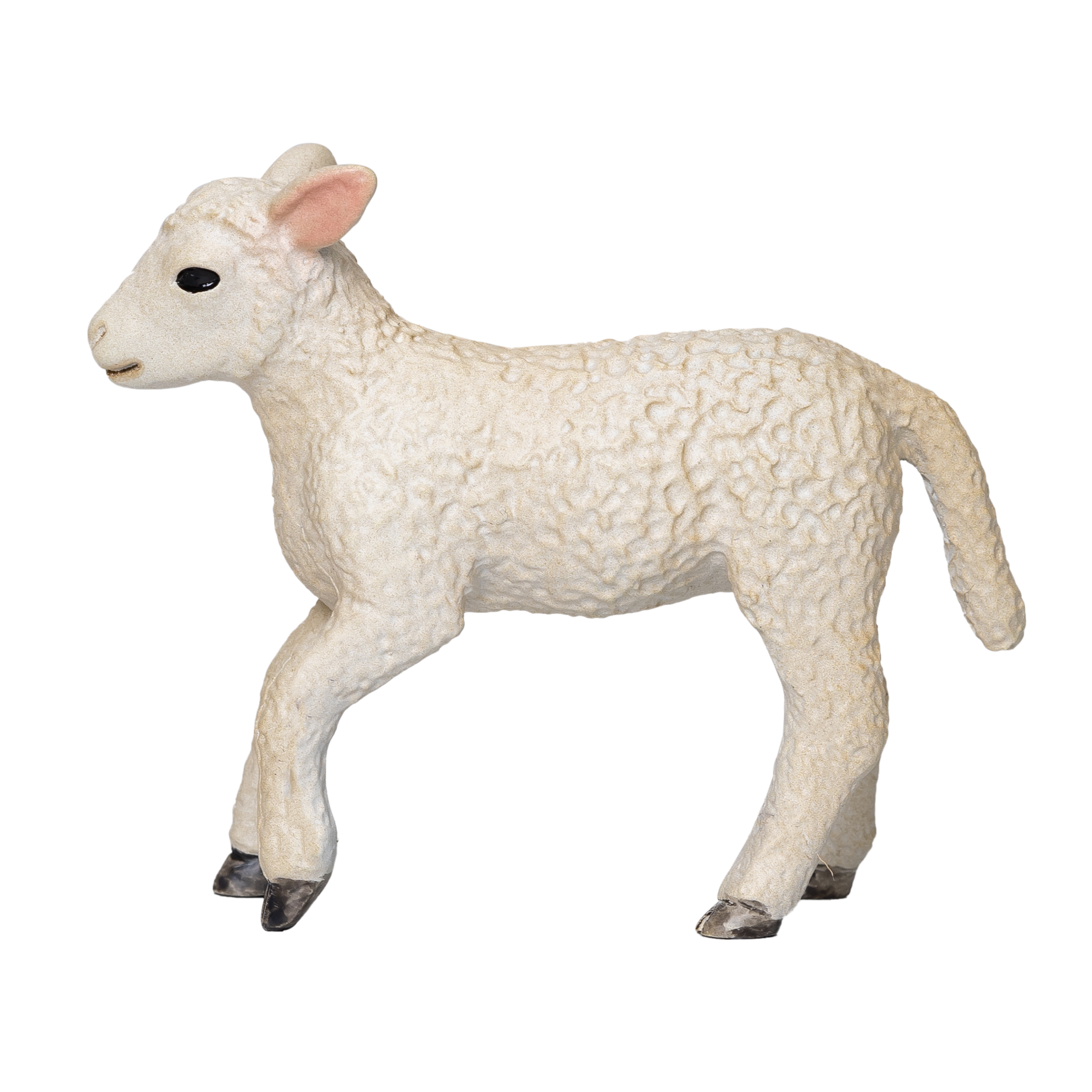 Romney Sheep Lamb Running