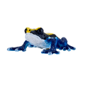 Poison Dart Frog Blue
