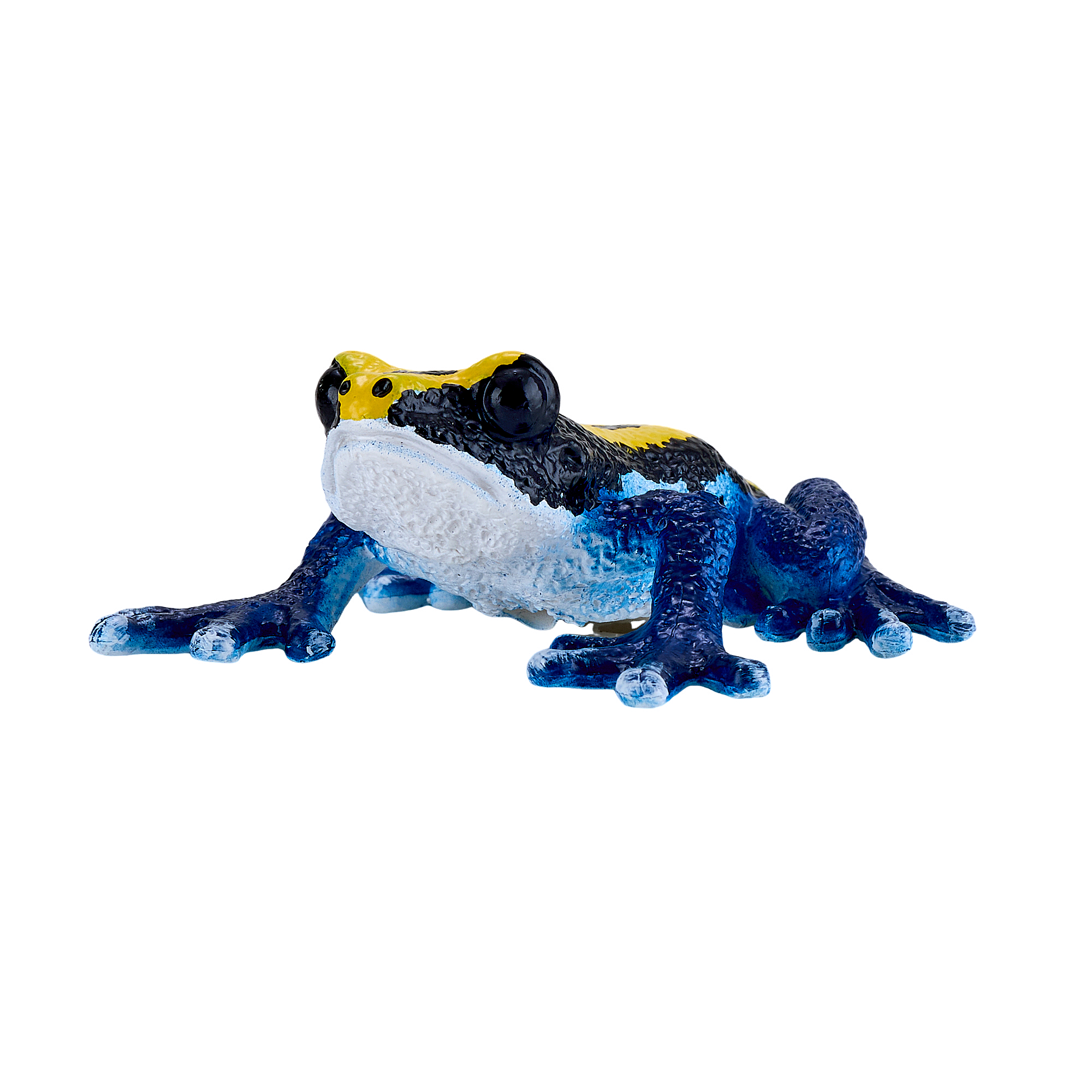 Poison Dart Frog Blue