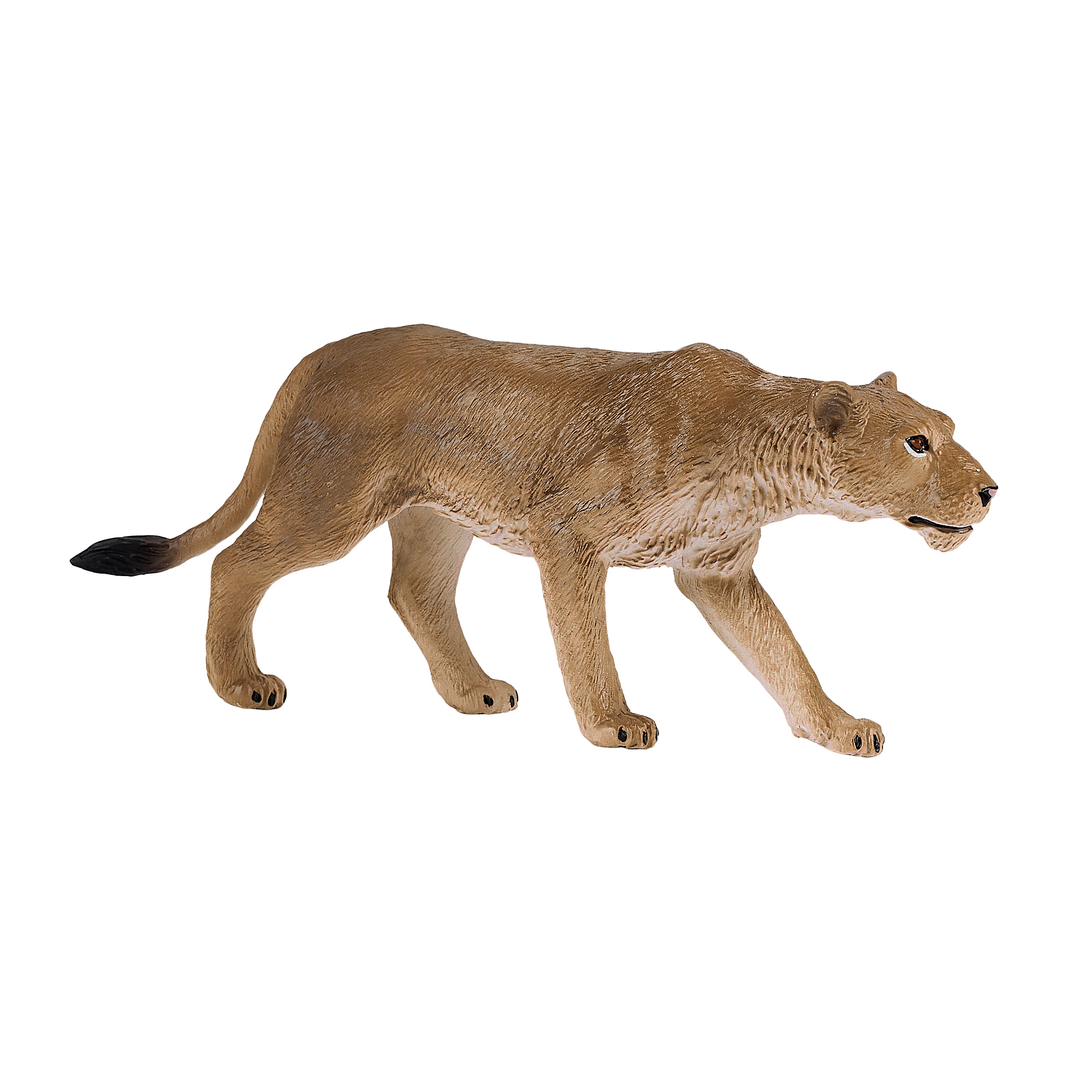 Lioness