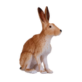 Hare