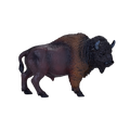 American Bison / Buffalo