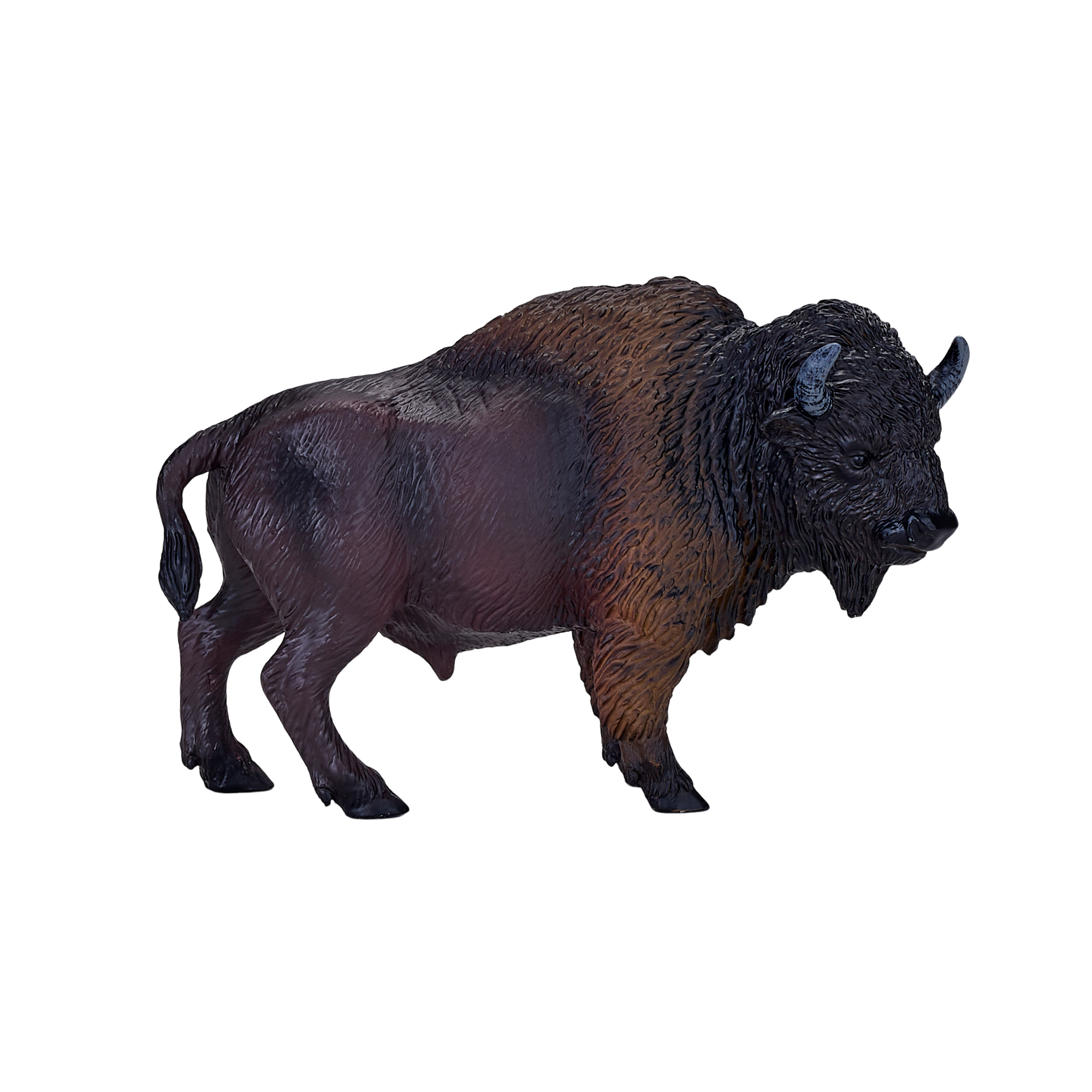 American Bison / Buffalo