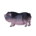 Pot Bellied Pig