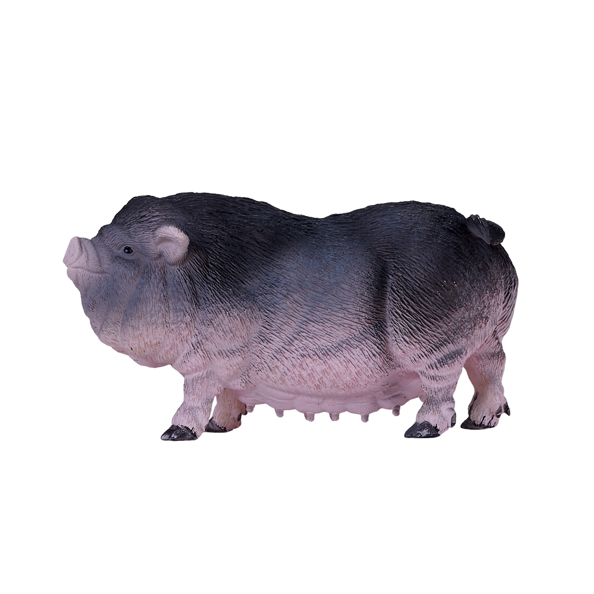 Pot Bellied Pig
