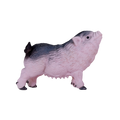 Pot Bellied Piglet