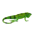 Iguana
