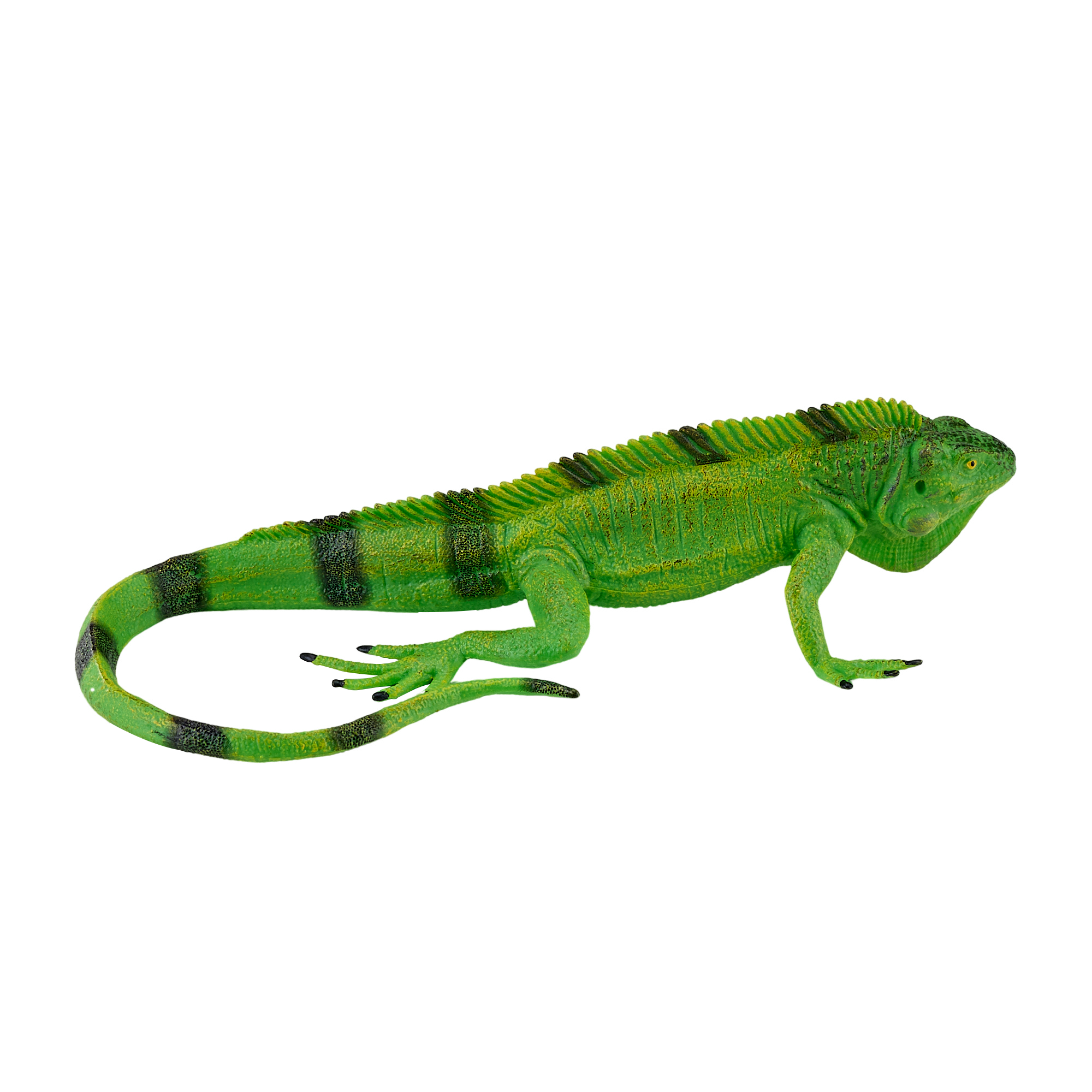 Iguana