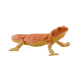 Bearded Dragon