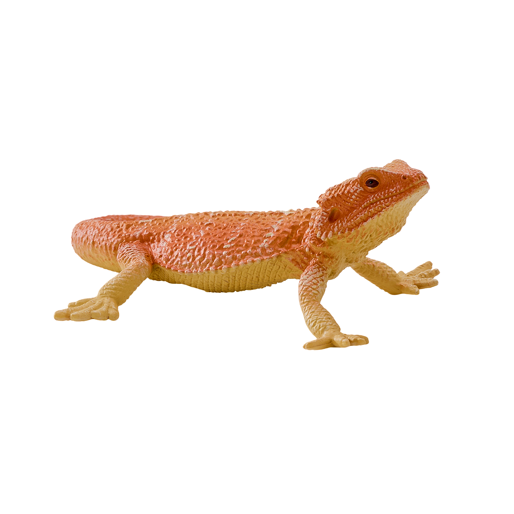 Bearded Dragon