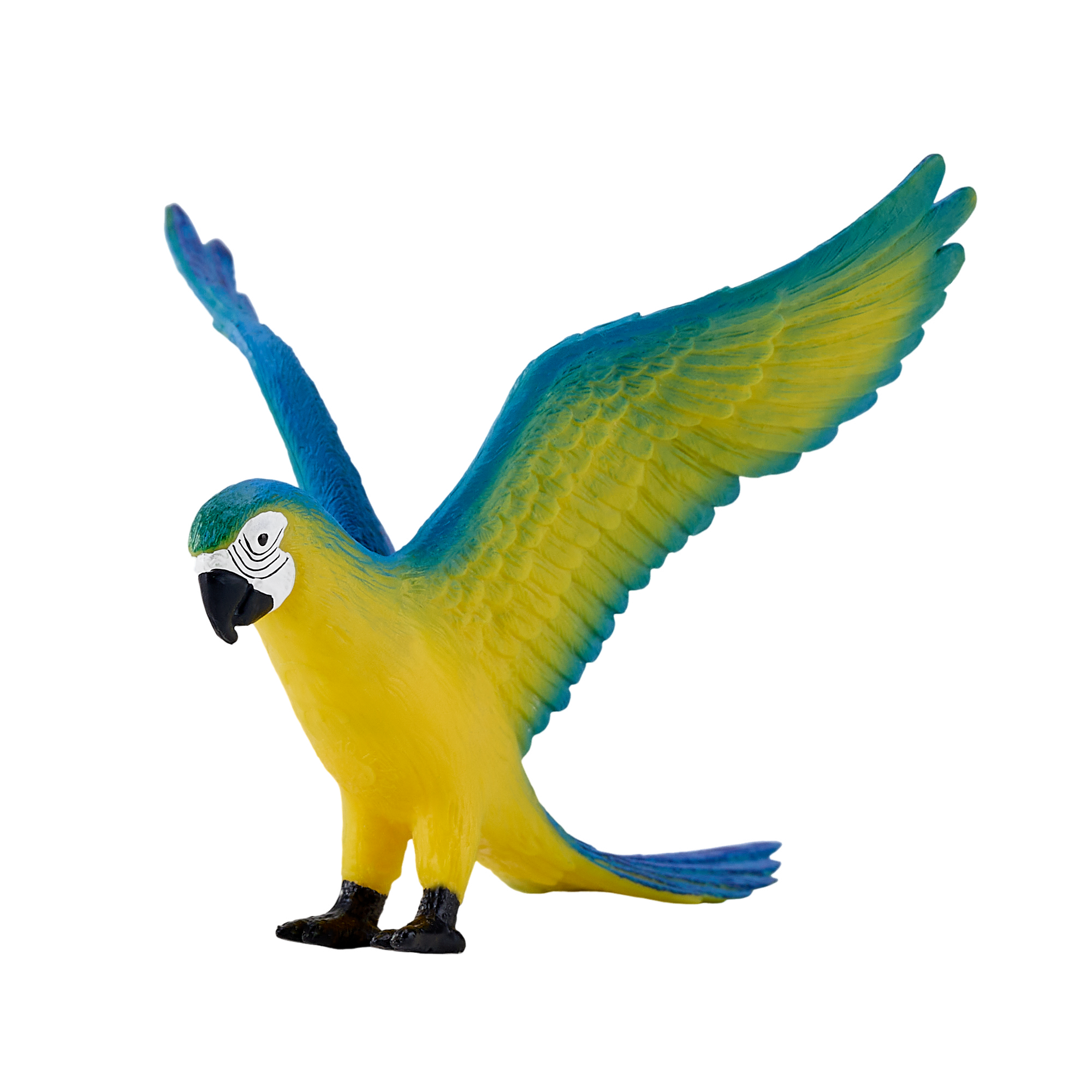 Blue Macaw Parrot