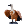 Griffon Vulture