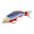 Koi Carp - Asagi
