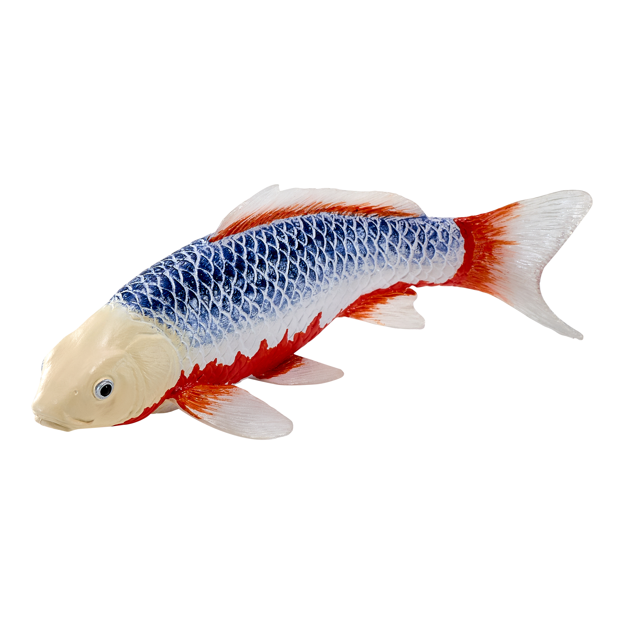 Koi Carp - Asagi