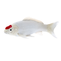 Koi Carp - Tancho