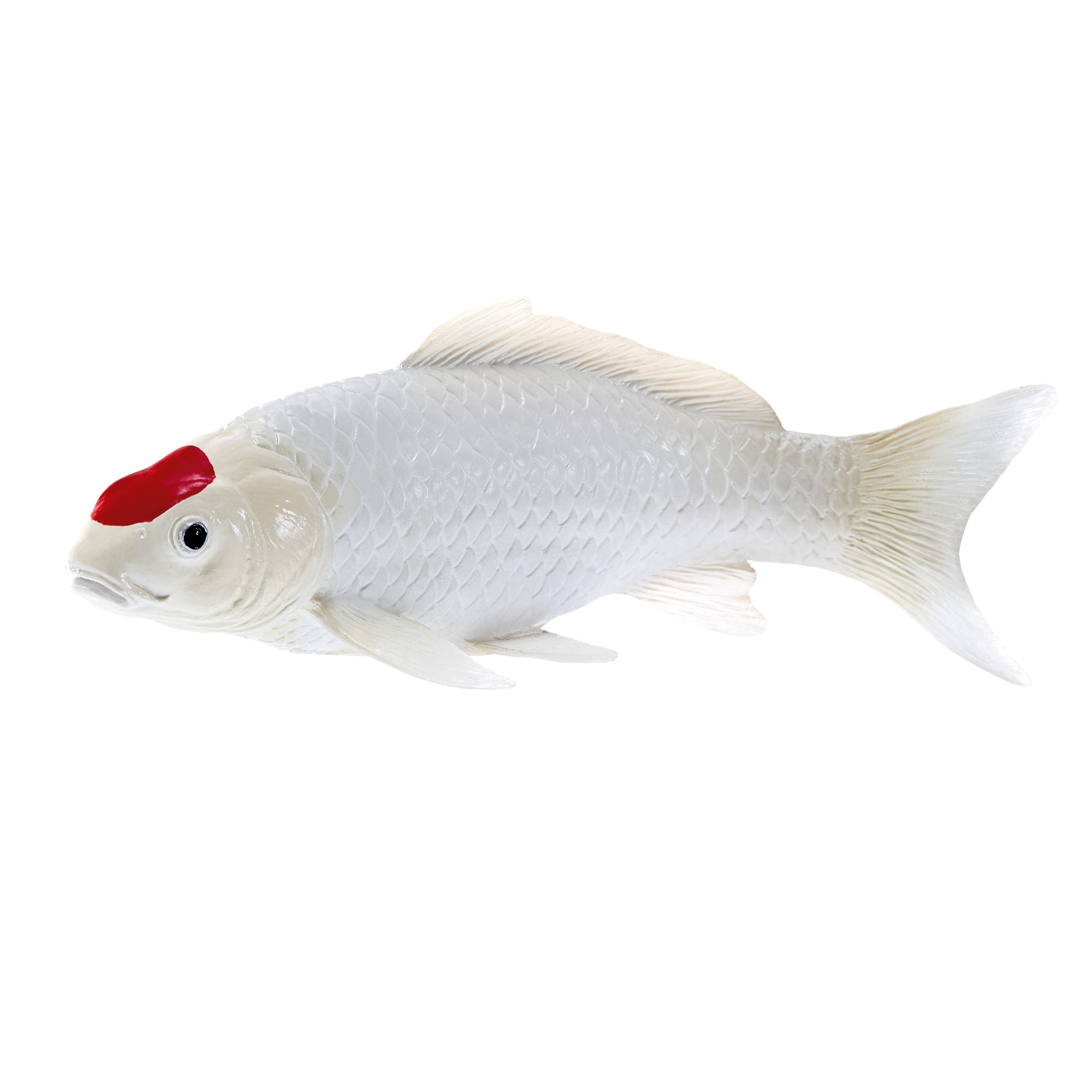 Koi Carp - Tancho