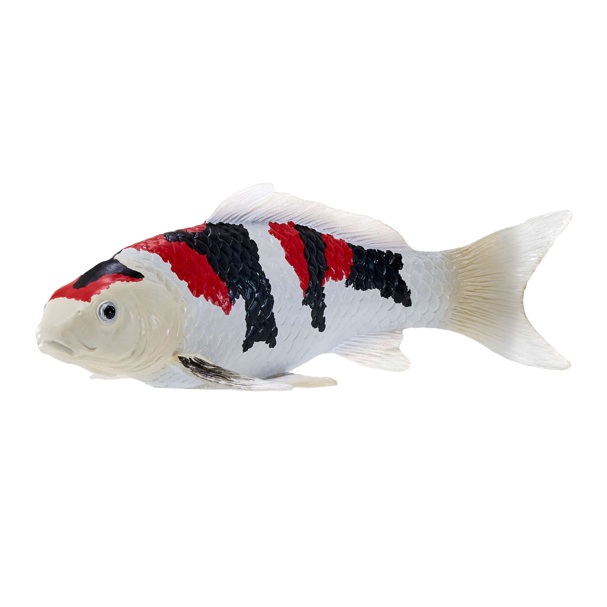Koi Carp - Showa Sanshoku