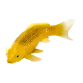 Koi Carp - Kin Matsuba