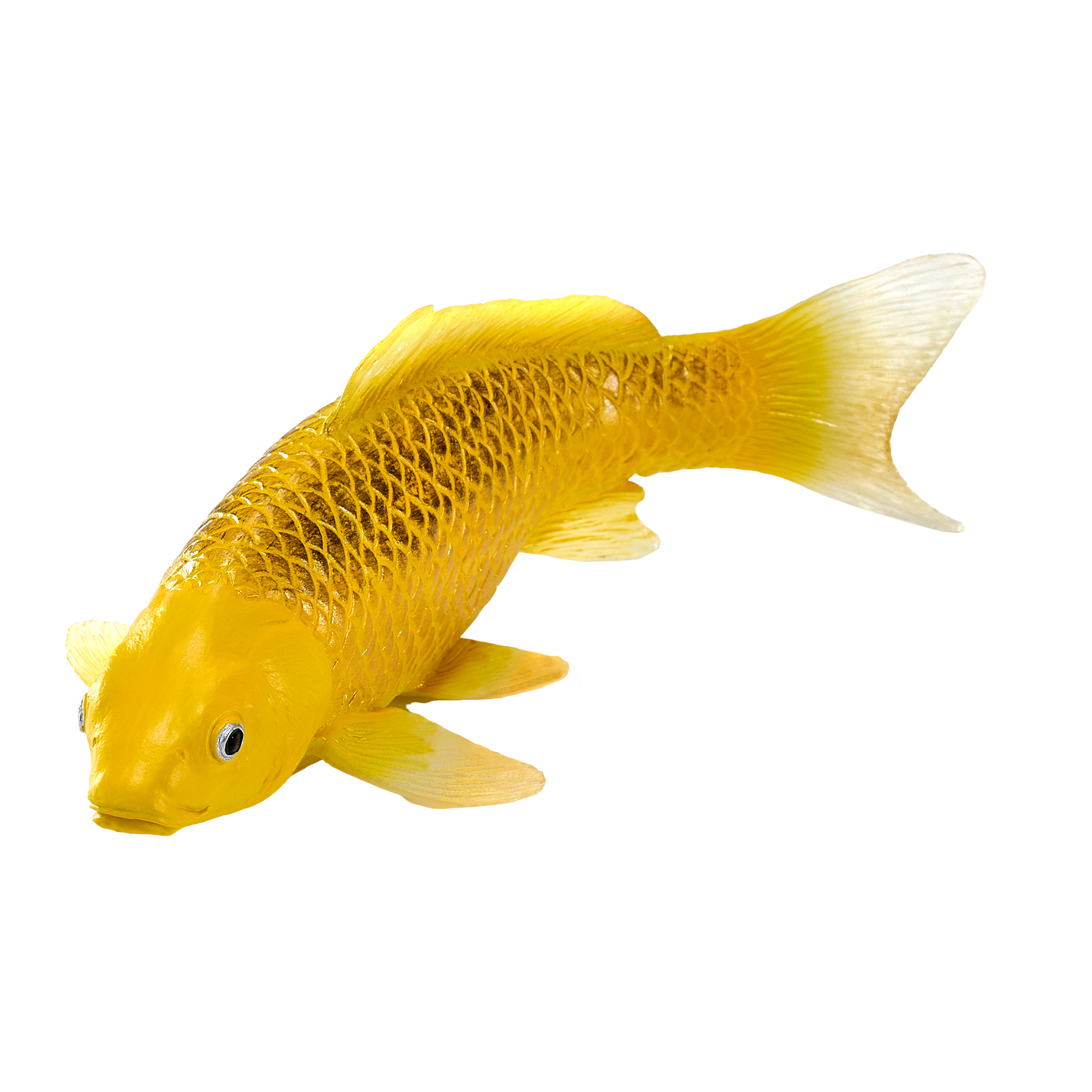 Koi Carp - Kin Matsuba
