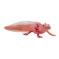 Axolotl