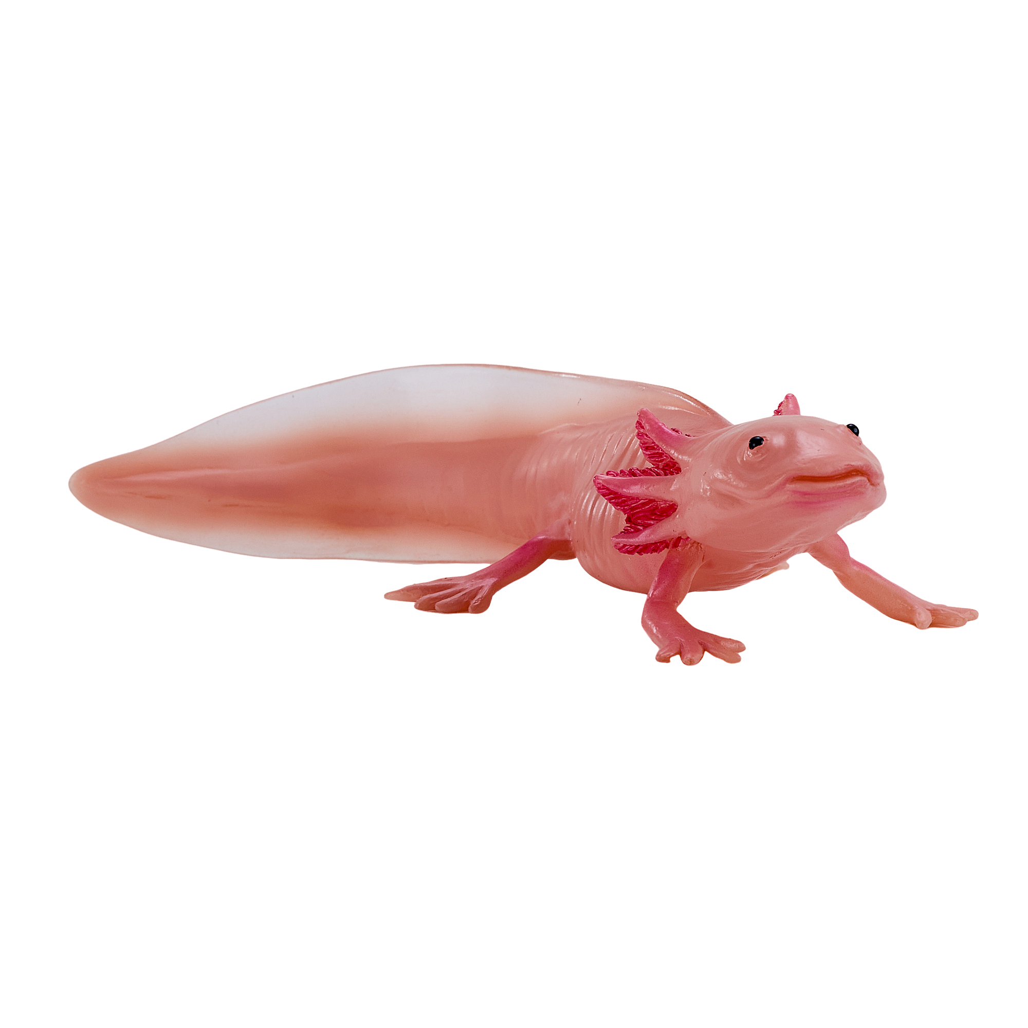 Axolotl
