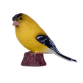 American Goldfinch