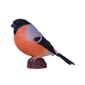 Bullfinch